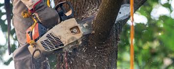 How Our Tree Care Process Works  in  Riverside, UT