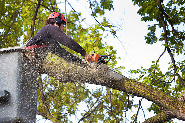 Professional  Tree Services in Riverside, UT